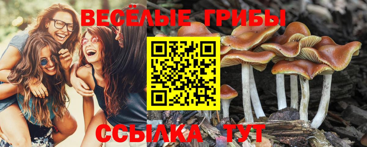 Минеральные Воды  Псилоцибиновые грибы Psilocybine cubensis  Вход с VPN 